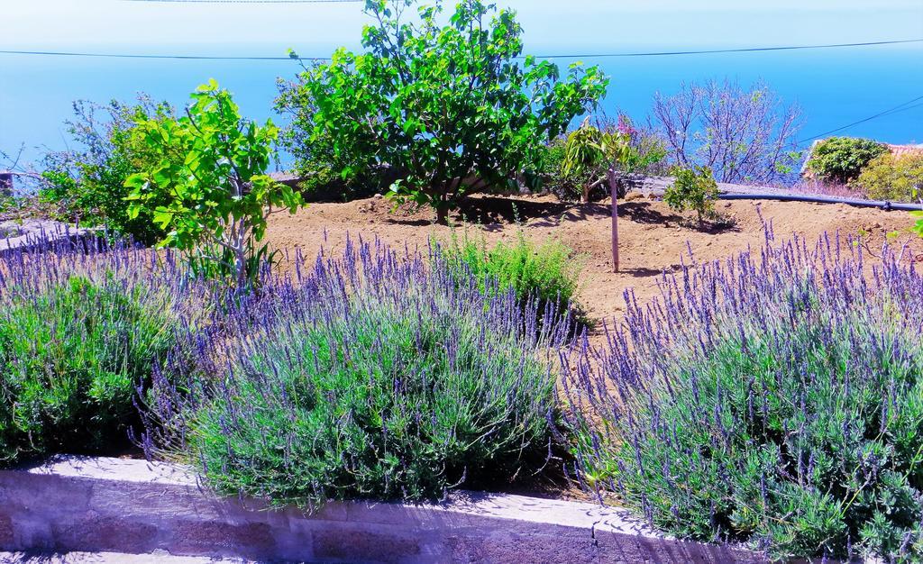 Quinta Do Cabouco Hotel Ribeira Brava Eksteriør billede